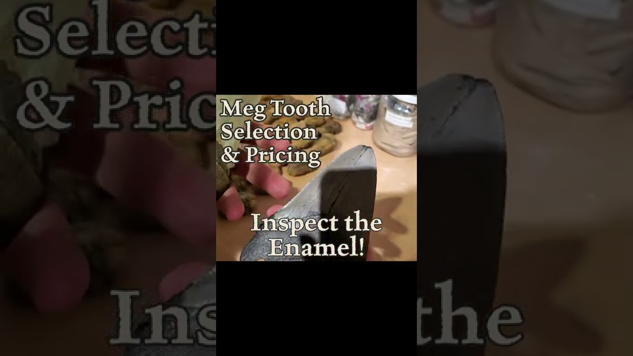 Wonder how we choose and price products? Get an insider look at Evolution's secrets of the trade! 🦈