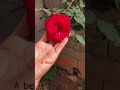 Meu pé de 🌹