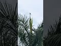 Friends! #travel #viral #trending #shorts #nature #vietnam #india #parrot #love #bollywood