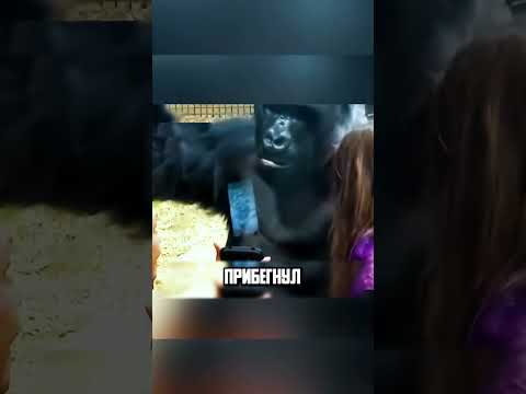 НЕ ПОСЛУШНЫЙ СЫН ОБЕЗЬЯНЫ🐒🥰