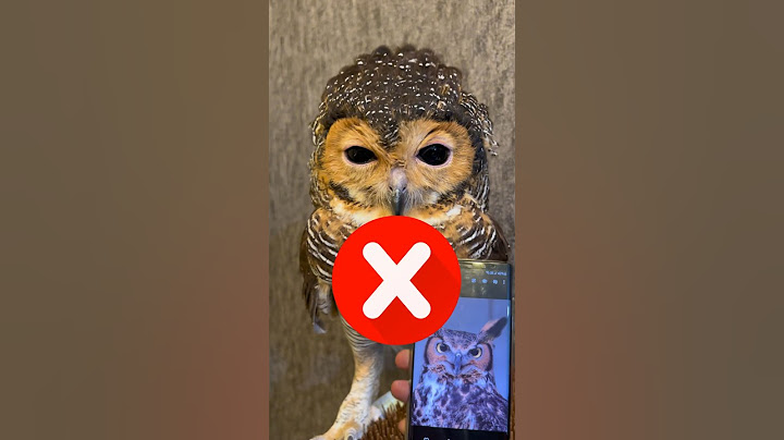 Buatin telinga untuk Burunghantu Bibib #burunghantu #animalhumor #animals #funnyanimal #cute #owls