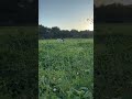 Playing with my golden retriever Bo in a field in Ibiza