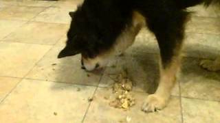 dog eats puke