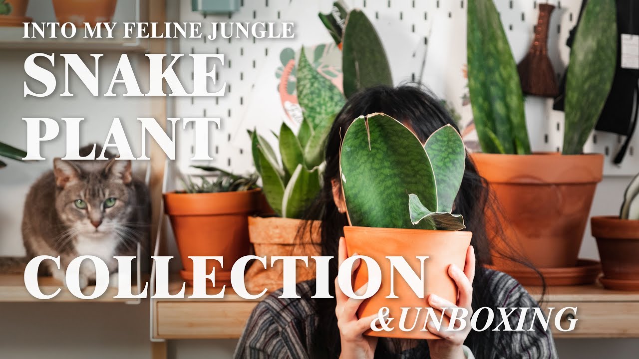 My Sansevieria Collection Tour & Rare Snake Plant [Dracaena] Indonesia Plant Haul !!! 【ep 04】