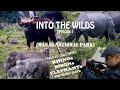 Manas national park assam  into the wilds  episode1 season1  wildlife vlog 2020