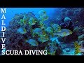 Maldives Scuba Diving - Feb 2019 on Carpe Diem Liveaboard Dive Boat