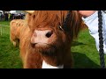 Nidderdale Show 2019. 23rd September 2019