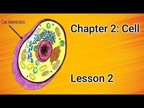 CHAPTER 2: CELLULAR LEVEL - LESSON 2 - YouTube