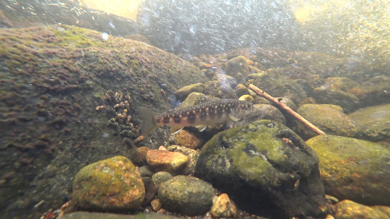 Trout Brook, Holden MA YouTube