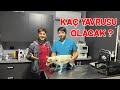 ÜNLÜ MAFYA BABASI PARS REİS BABA OLUYOR JACK RUSSELL KÖPEĞİMİZ HERA HAMİLE