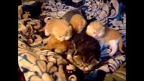 Watch the video about Ziakatz Monets Exotic Shorthaired Babies Video 2