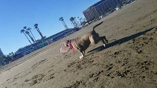 Missy Lu frisbee catch slow motion dog action