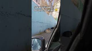 Bridat Casgaley Alefeyy Sokak Köpekleri Iletişim