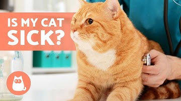 How to Know If MY CAT Is SICK 😿 (9 Common Symptoms)