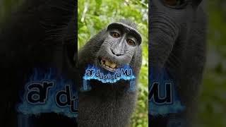 Jeff Redd Ugu Gaga Edit