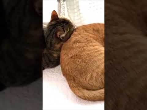 Brother And Sister Cats Key And Omitsu Shorts 