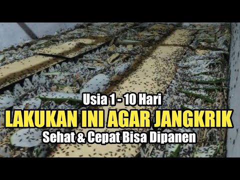 Cara Perawatan Jangkrik Umur 1-10 Hari Agar Cepat Dipanen