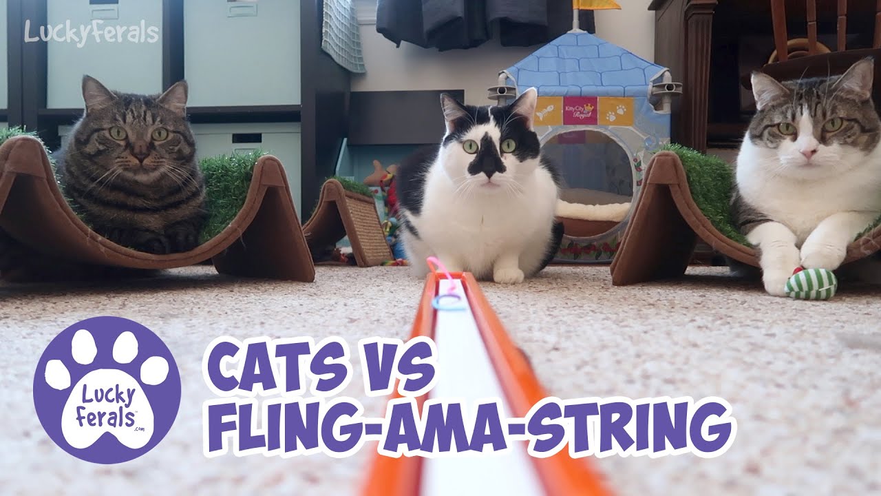 Cats Versus Fling Ama String Cat Toy