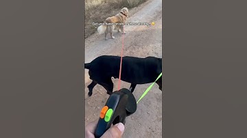 This double leash changed my life 😍No more tangles, no more stress.If you’ve got 2 dogs 🤔