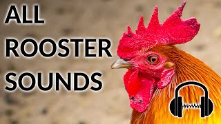 97+ ROOSTER SOUNDS! What does a rooster sound like?