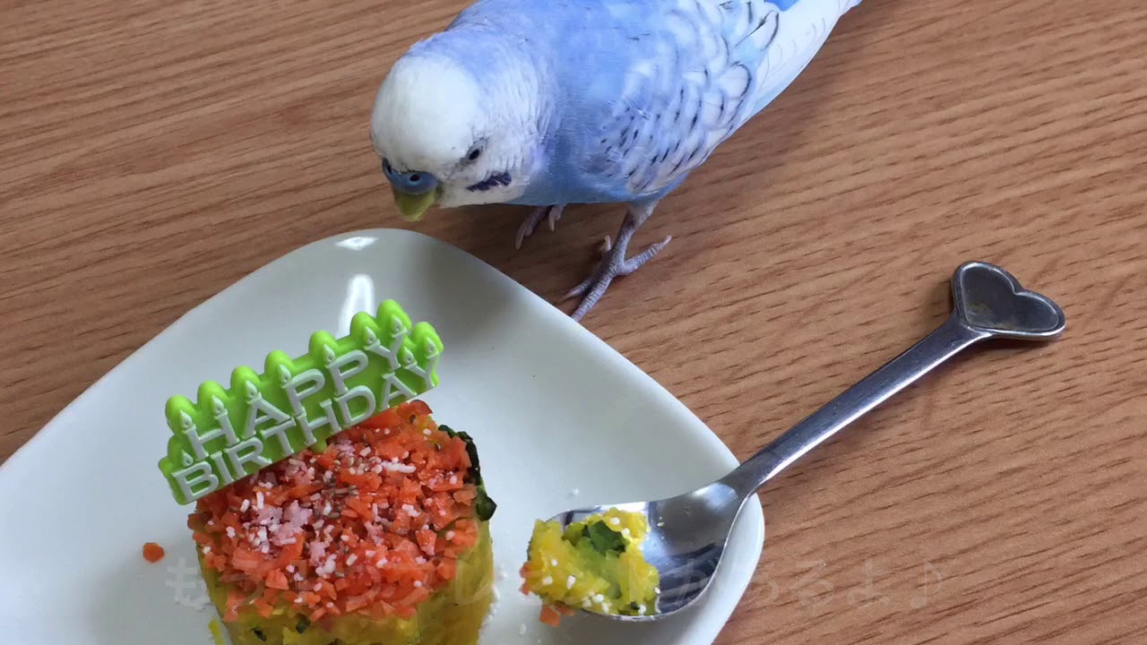 Vol 167 2歳の誕生日を迎えたインコ セキセイインコのサクちゃん Youtube