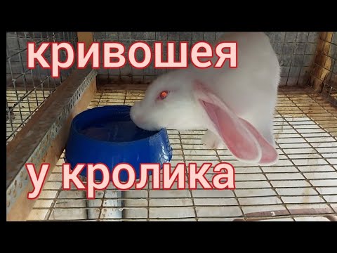 Кривошея у кролика. Это не пастереллёз.