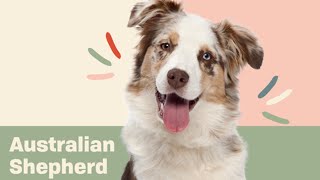 10 Fun Facts About the Australian Shepherd  | Dog Trivia | DAILY PAWS