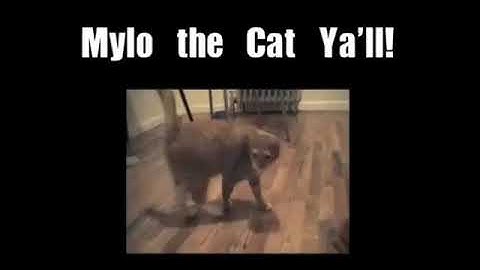 Shortest Video on YouTube Part 9 LOOPED