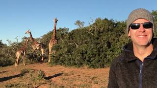 Giraffe Walking Safaris And Buffalo Feeding Tour With - Michael Hepburn
