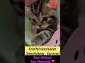 Brave Kitten. #cat #pet #petshub #kitten #animals #care #pets #love #shorts #viralvideo #viral #ai