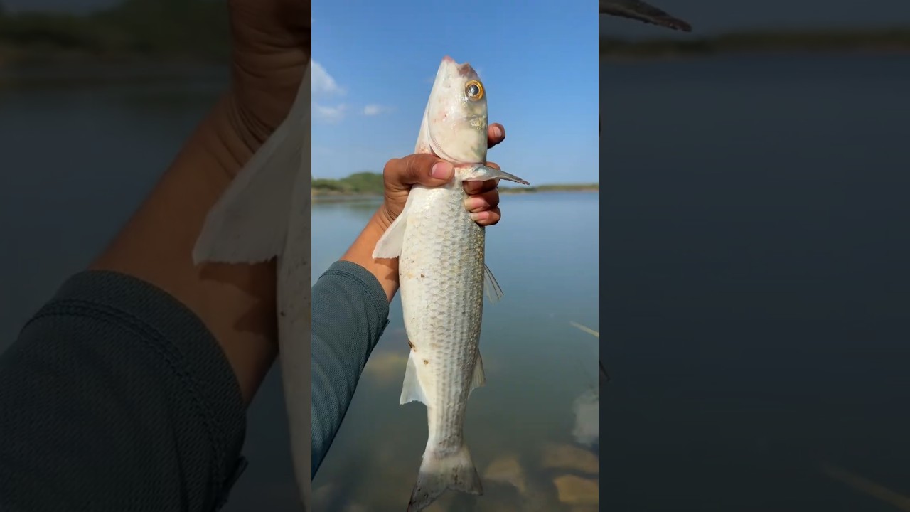 Unbelievable Mullet Fishing method 💯 | mullet fishing | river fish catching. 