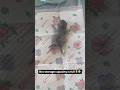 My 600 Pound Kitten вќ пёЏ My 600 Pound Kitten вќ пёЏ