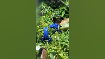 Feeding Dart Frogs Flightless Fruit Flies #everevolvingexotics #reptileshop #dartfrogs #azureus