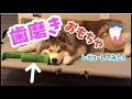 【犬の歯磨き】歯磨きおもちゃは正しく使おう！歯磨きおもちゃの正しい使い方と悪い使い方！My husky can't use his toothbrushing toy correctly!