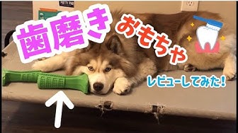 犬の歯磨き Youtube 犬の歯磨き Youtube