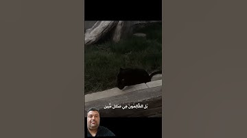 سبحان الله انظروا كيف يستمع للقران #اكسبلور #قران_كريم #سورة_لقمان #pool #دويتو #تلاوة_خاشعة #summer