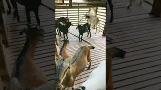Kambing kacang super murah #kambing #sapi #sapisuper #shortvideo