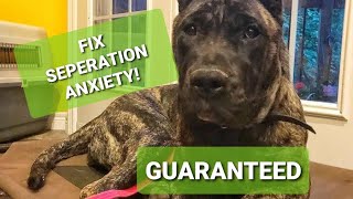 How to FIX seperation anxiety in your Dog #dogtraining #dogbehavior #dog