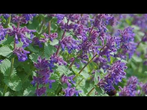 Mehr Katzenminze braucht der Garten. Für die Bienen und für Sie.