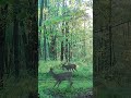 Guess I got a bully in the herd lol #deer #trailcam