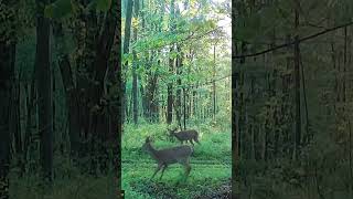 Guess I got a bully in the herd lol #deer #trailcam