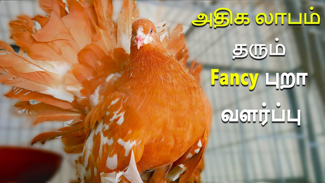 Fancy Pigeon Collection,  pigeon shop | fancy pigeon breeders in chennai | மாதம் வருமானம் 20,000