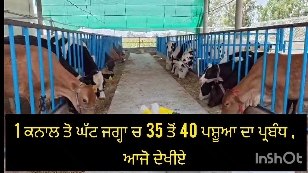 1 ਕਨਾਲ ਤੋ ਘੱਟ ਜਗ੍ਹਾ ਚ 35 ਤੋਂ 40 ਪਸ਼ੂਆ ਦਾ ਪ੍ਰਬੰਧ , ਆਜੋ ਦੇਖੀਏ