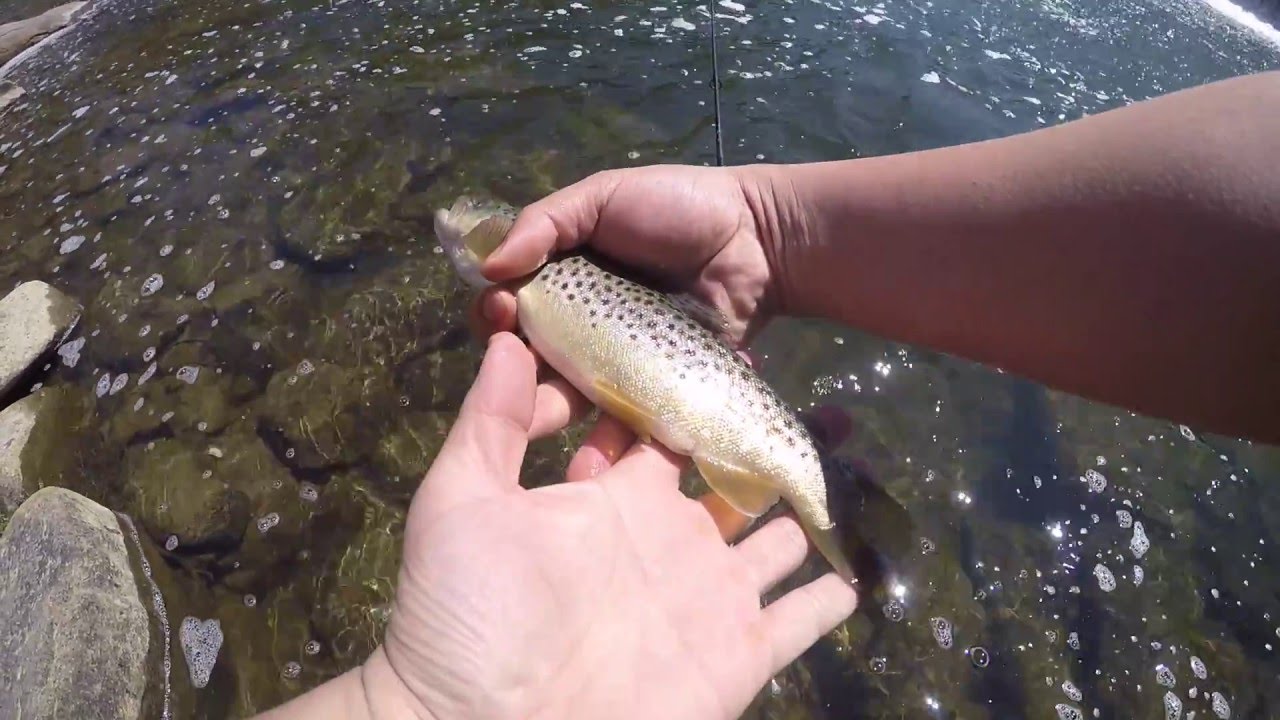 trout fishing at patapsco state park YouTube