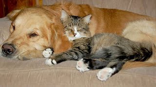 Cats Who Can't Deny Their Love For Dogs  CATS AND DOGS Friendship