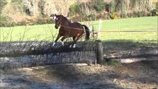 Passion xc