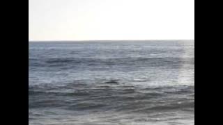 Download lagu Whales at Diamante Cabo San Lucas