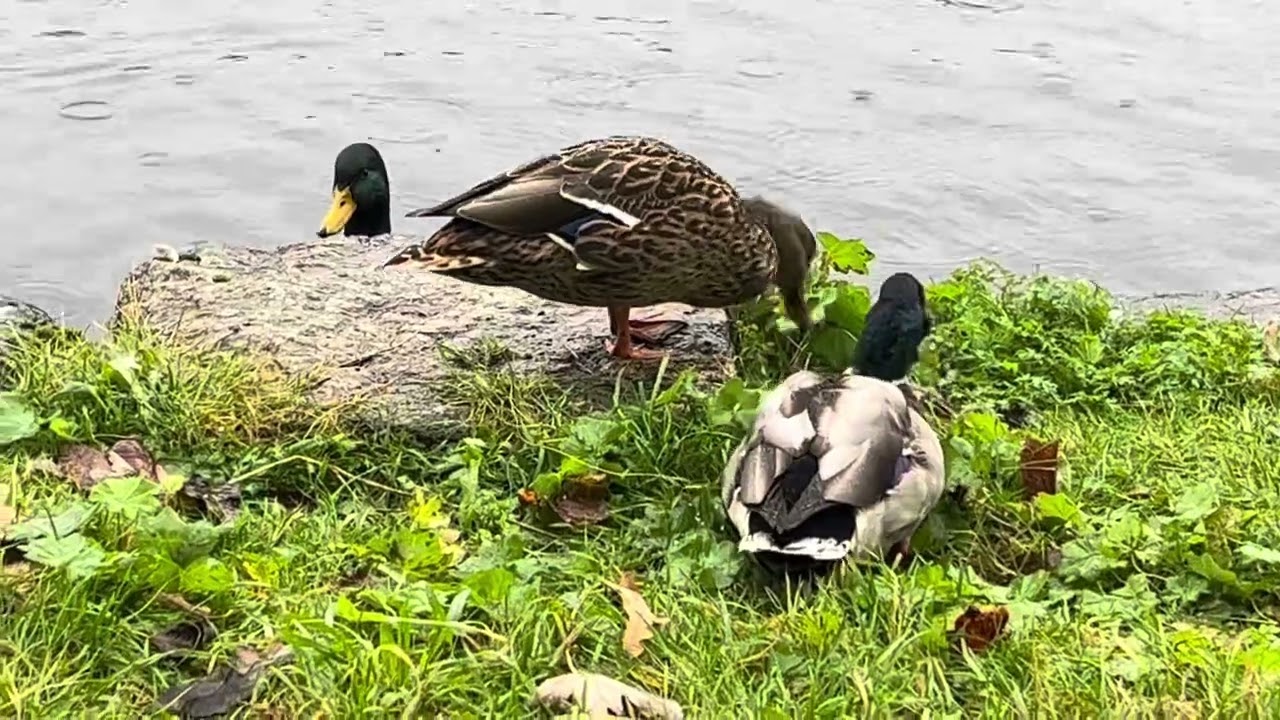 See the Scandinavian 