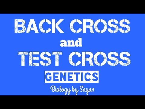 Video: Differenza Tra Test Cross E Backcross