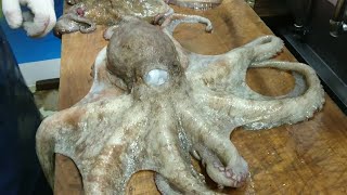 Download Lagu How To Kill Live Octopus : Live Octopus Cutting MP3 Download Lagu How To Kill Live Octopus : Live Octopus Cutting MP3